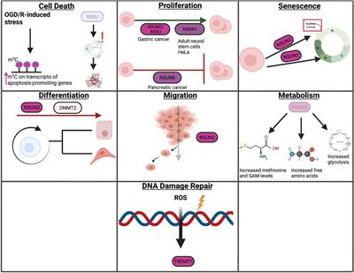 Frontiers | Roles Of RNA Modifications In Diverse Cellular Functions ...